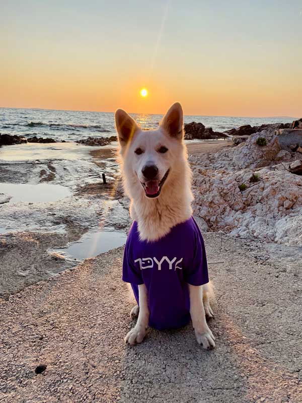 Zoyya team dog named Buco